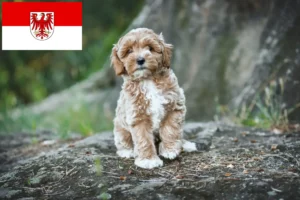 Read more about the article Maltipoo crescători și căței în Brandenburg