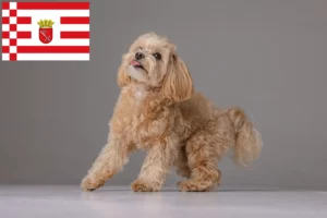 Read more about the article Maltipoo crescători și căței în Bremen