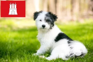 Read more about the article Maltipoo crescători și căței în Hamburg