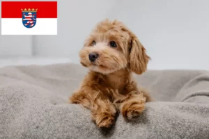 Read more about the article Maltipoo crescători și căței în Hessen