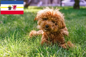 Read more about the article Crescători de Maltipoo și căței în Mecklenburg-Vorpommern