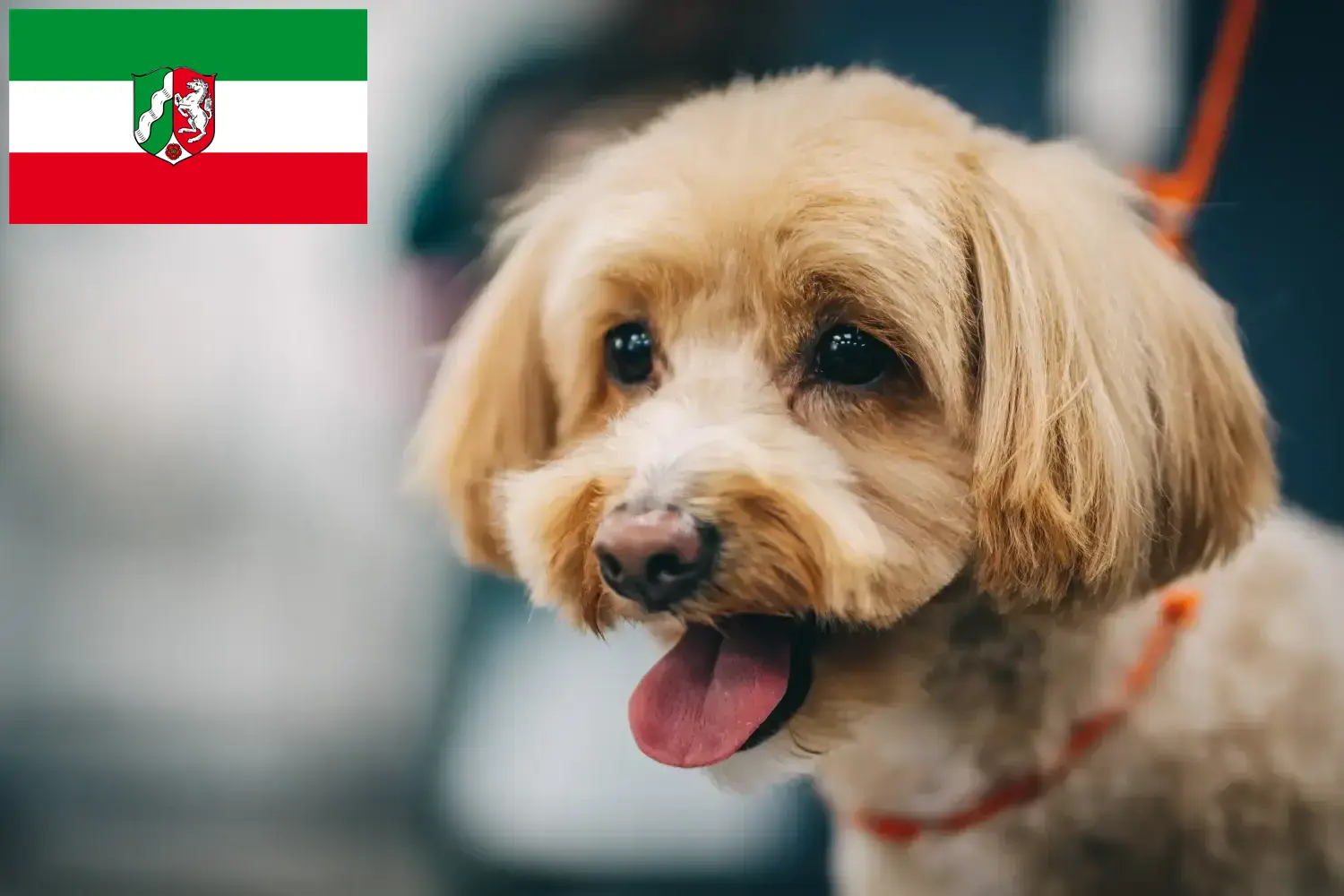 Read more about the article Maltipoo crescători și căței în Renania de Nord-Westfalia