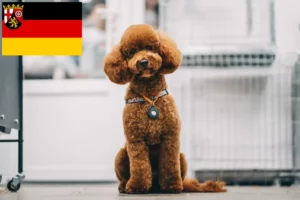 Read more about the article Crescători de Maltipoo și căței în Renania-Palatinat