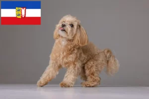Read more about the article Maltipoo crescători și căței în Schleswig-Holstein