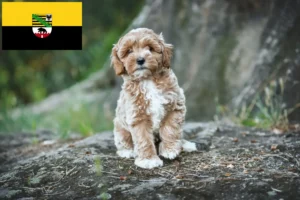 Read more about the article Maltipoo crescători și căței în Saxonia-Anhalt