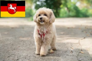 Read more about the article Crescători de Maltipoo și căței în Saxonia Inferioară