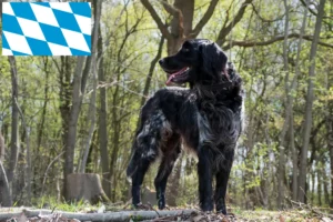 Read more about the article Mare Münsterländer crescător și căței în Bavaria