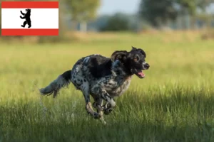 Read more about the article Mare Münsterländer crescător și căței în Berlin