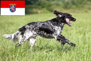 Read more about the article Mare Münsterländer crescător și căței în Hessen