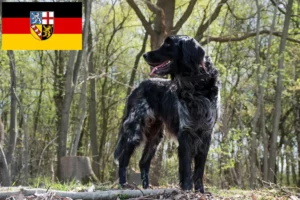 Read more about the article Mare Münsterländer crescător și căței în Saarland