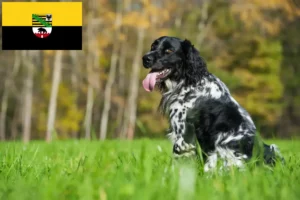 Read more about the article Mare Münsterländer crescător și căței în Saxonia-Anhalt