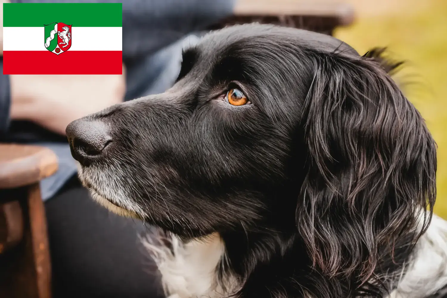 Read more about the article Mare Münsterländer crescător și căței în Renania de Nord-Westfalia