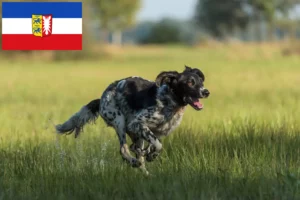 Read more about the article Mare Münsterländer crescător și căței în Schleswig-Holstein