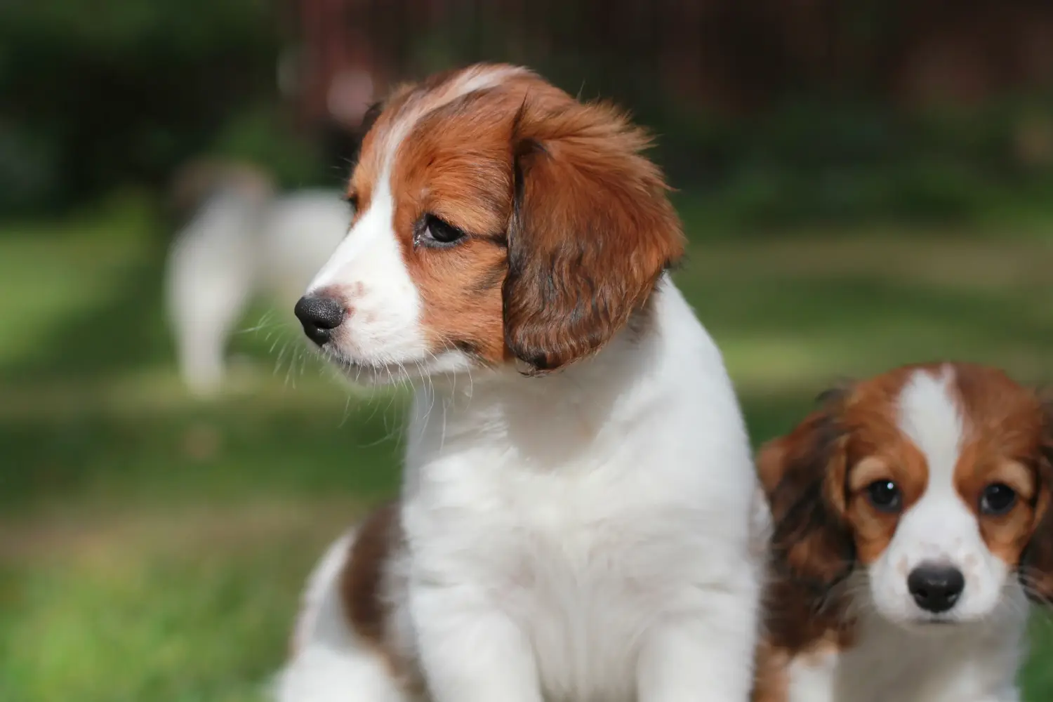Cumpărarea unui cățel Kooikerhondje olandez înseamnă asumarea responsabilității! Cumpărați cățeluși olandezi Kooikerhondje.