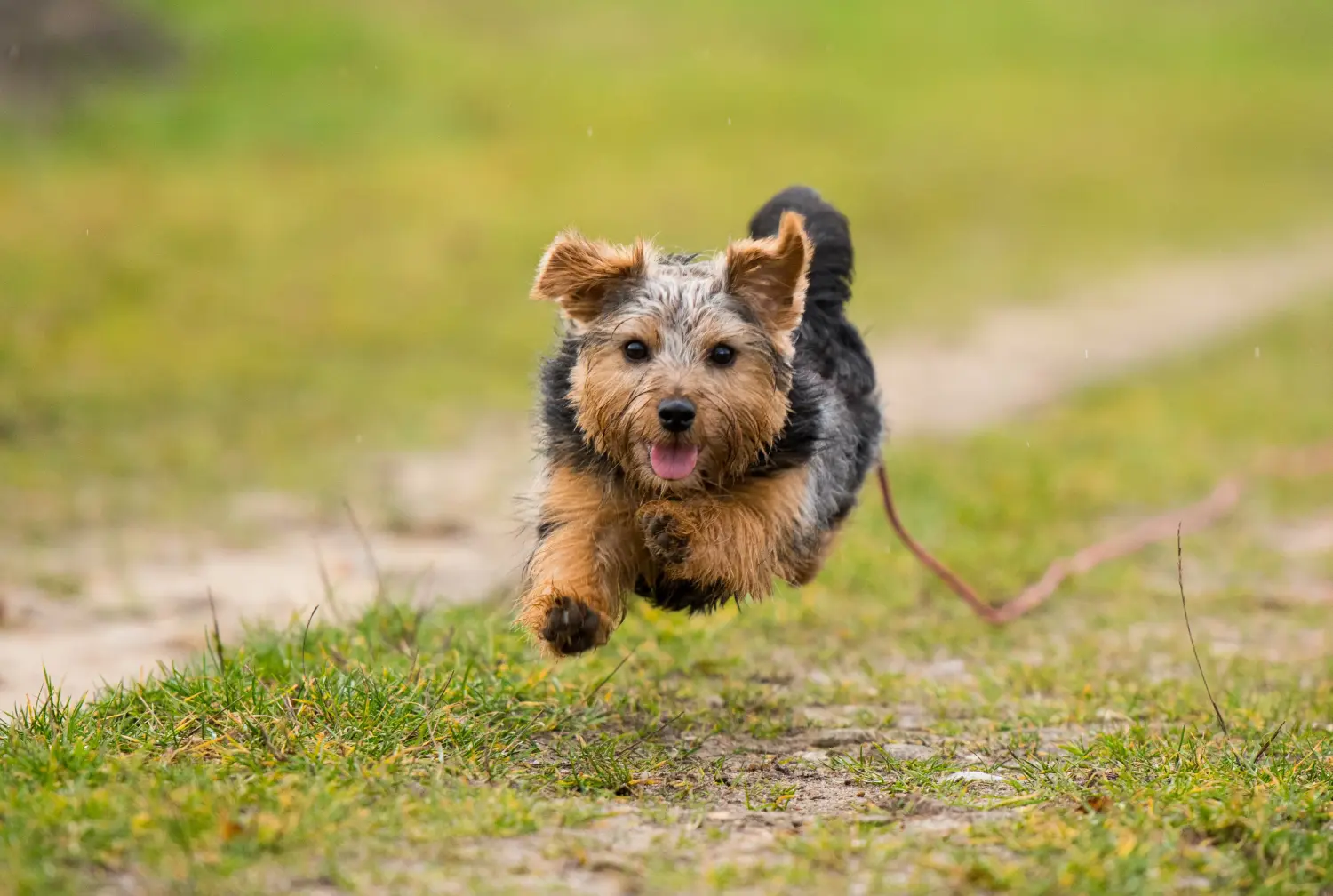 Cumpărarea unui cățel Norfolk Terrier înseamnă asumarea responsabilității! Cumpărați cățeluși Norfolk Terrier.
