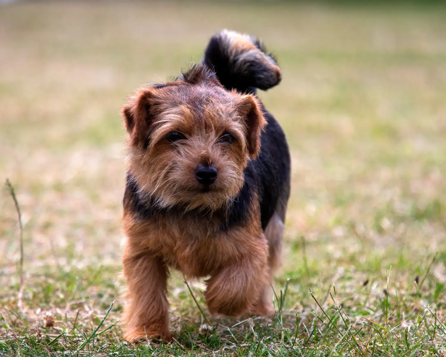 Cumpărarea unui cățel Norfolk Terrier înseamnă asumarea responsabilității! Cumpărați cățeluși Norfolk Terrier.