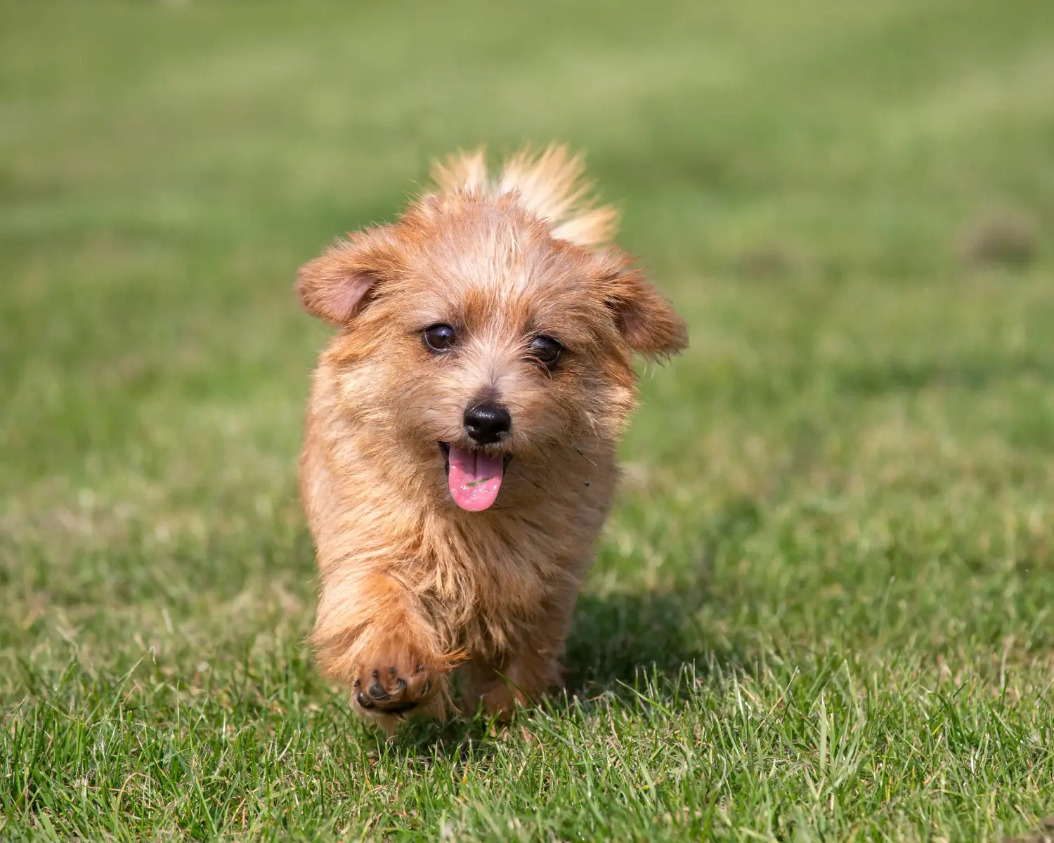 Cumpărarea unui cățel Norfolk Terrier înseamnă asumarea responsabilității! Cumpărați cățeluși Norfolk Terrier.
