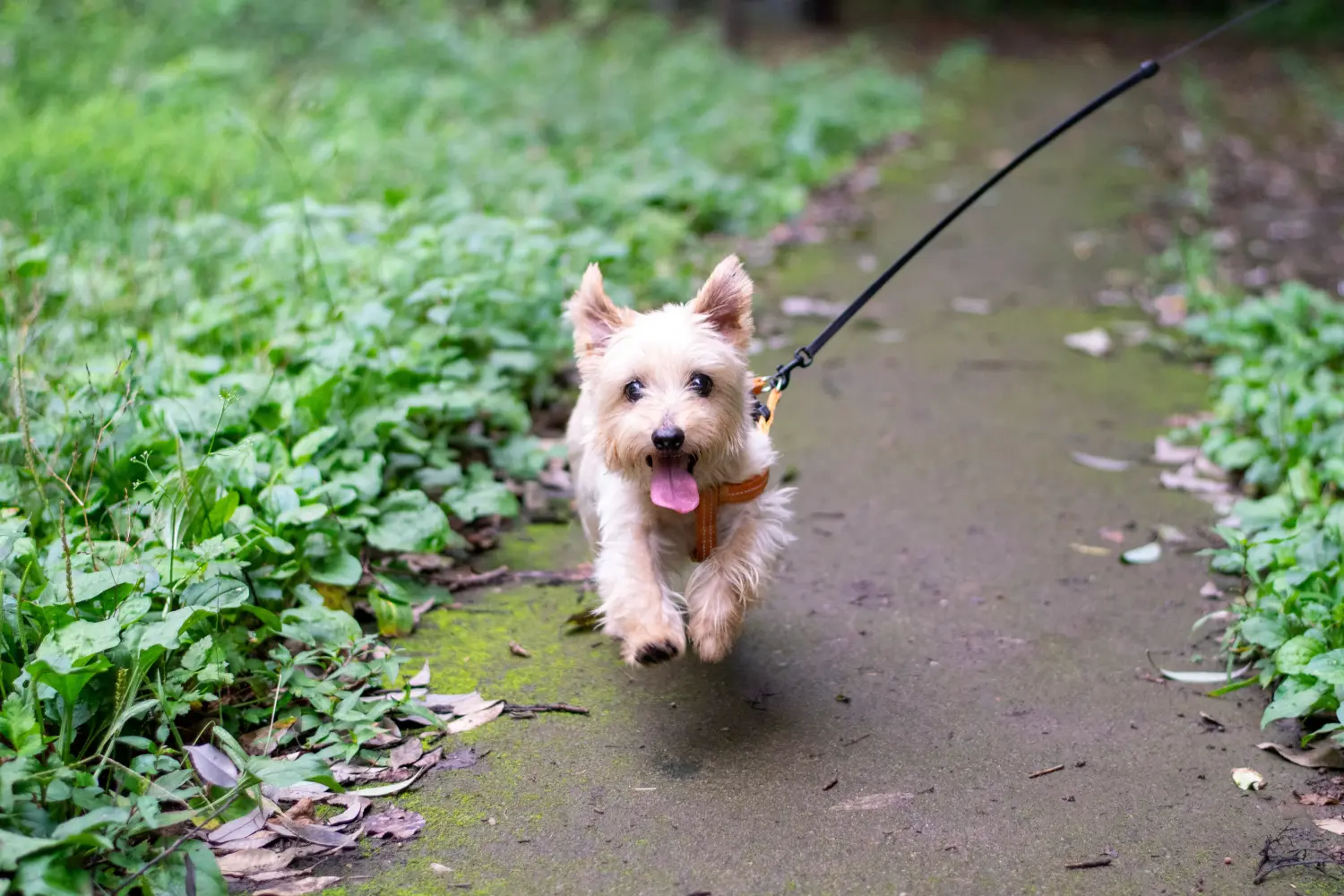 Cumpărarea unui cățel Norfolk Terrier înseamnă asumarea responsabilității! Cumpărați cățeluși Norfolk Terrier.