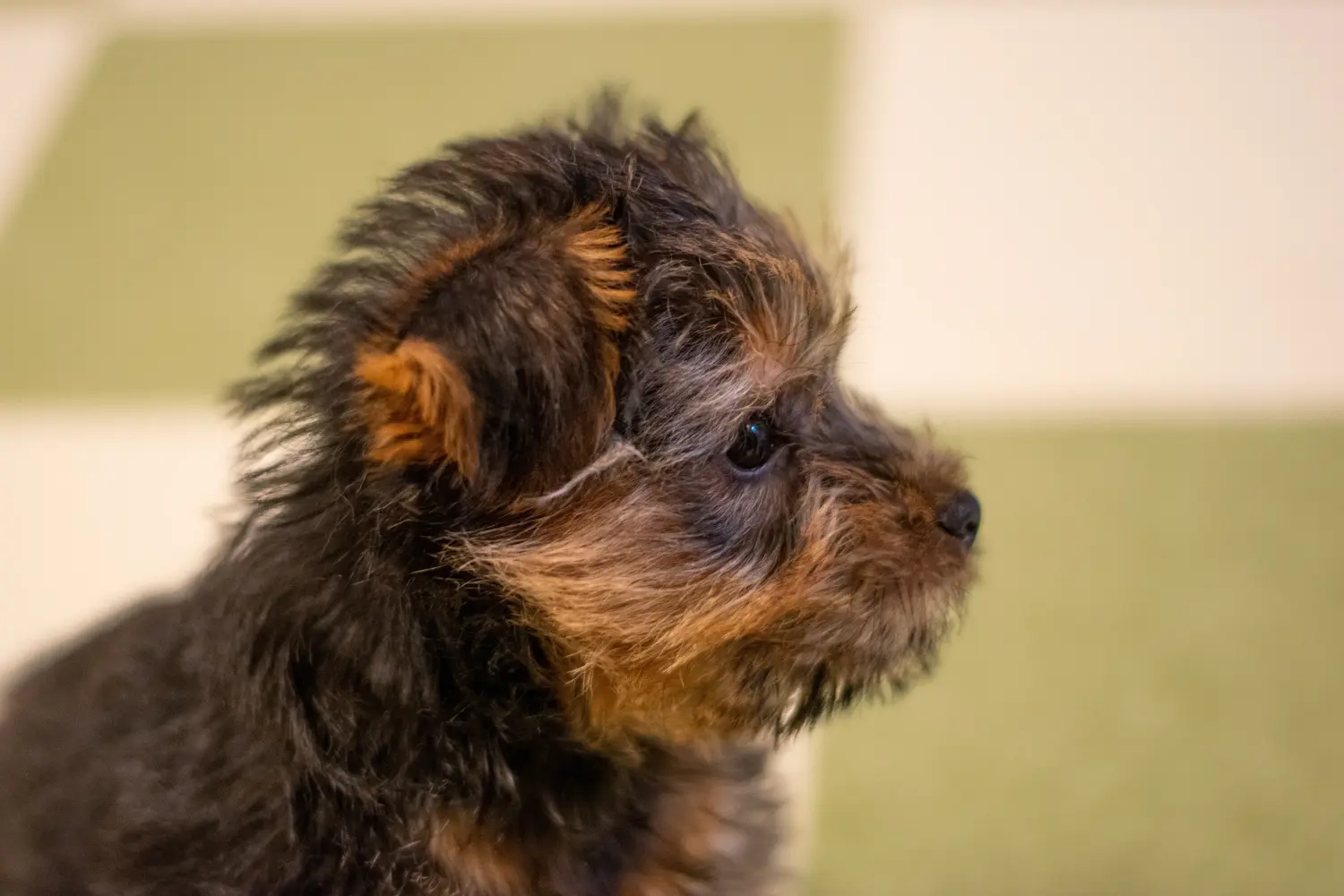 Cumpărarea unui cățel Norfolk Terrier înseamnă asumarea responsabilității! Cumpărați cățeluși Norfolk Terrier.