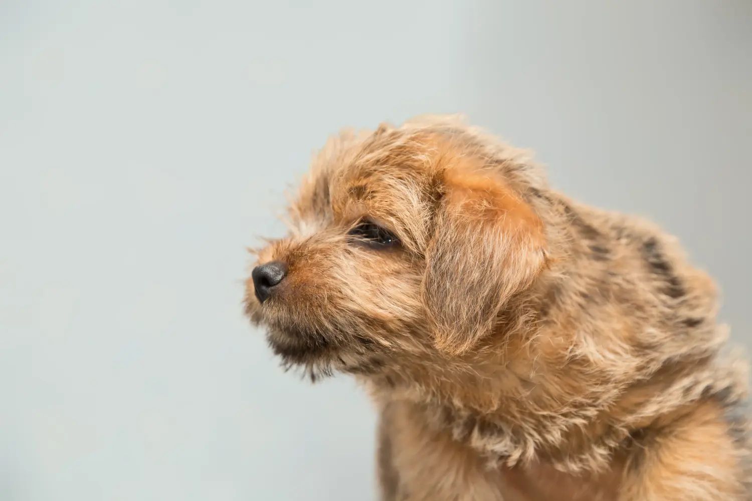 Cumpărarea unui cățel Norfolk Terrier înseamnă asumarea responsabilității! Cumpărați cățeluși Norfolk Terrier.