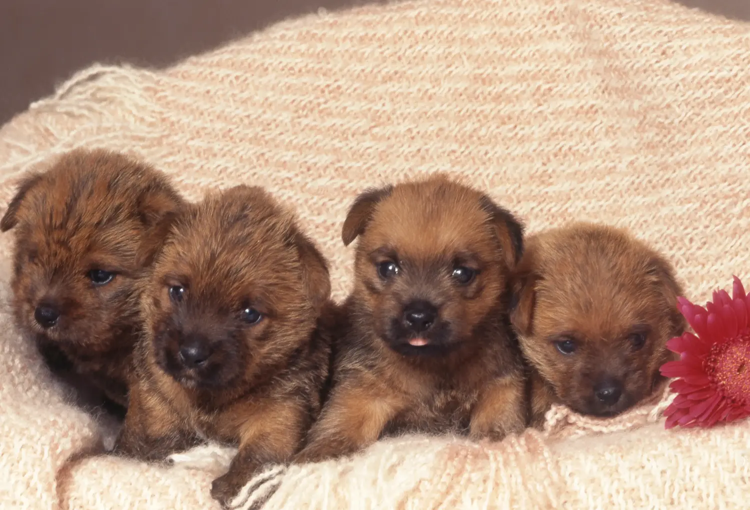 Cumpărarea unui cățel Norfolk Terrier înseamnă asumarea responsabilității! Cumpărați cățeluși Norfolk Terrier.