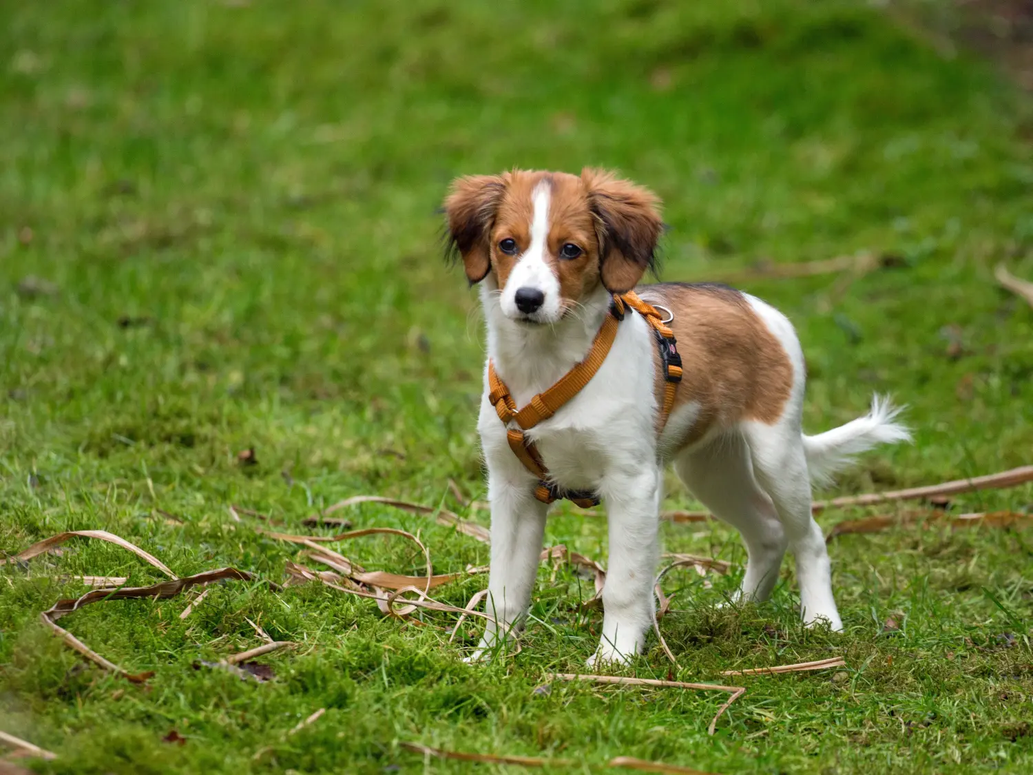 Cumpărarea unui cățel Kooikerhondje olandez înseamnă asumarea responsabilității! Cumpărați cățeluși olandezi Kooikerhondje.