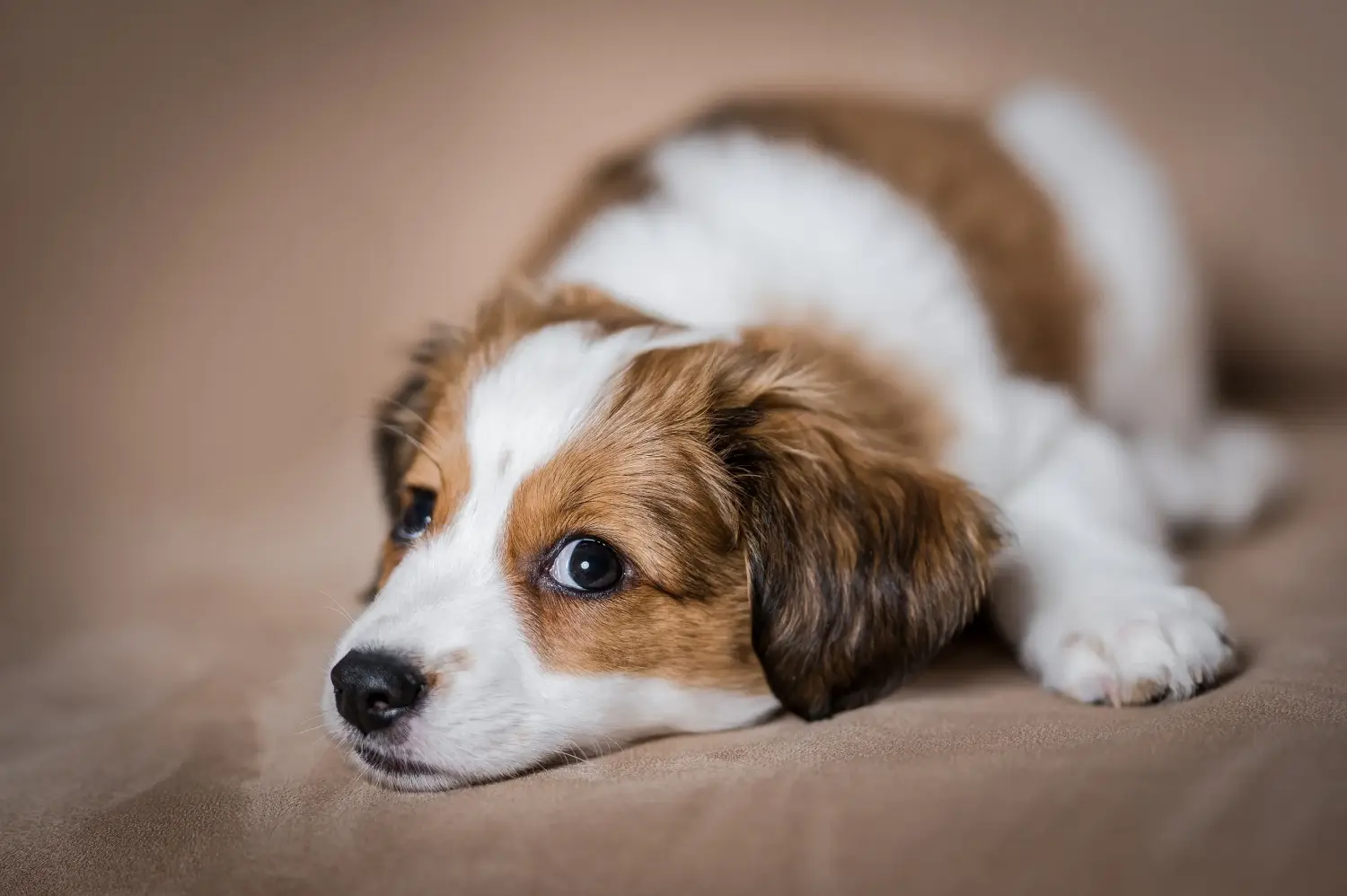 Cumpărarea unui cățel Kooikerhondje olandez înseamnă asumarea responsabilității! Cumpărați cățeluși olandezi Kooikerhondje.