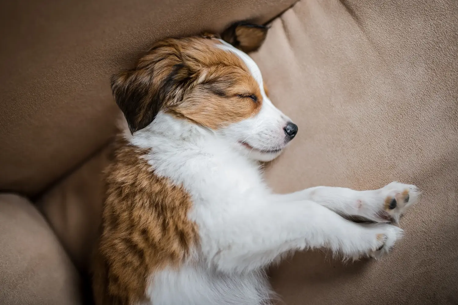 Cumpărarea unui cățel Kooikerhondje olandez înseamnă asumarea responsabilității! Cumpărați cățeluși olandezi Kooikerhondje.
