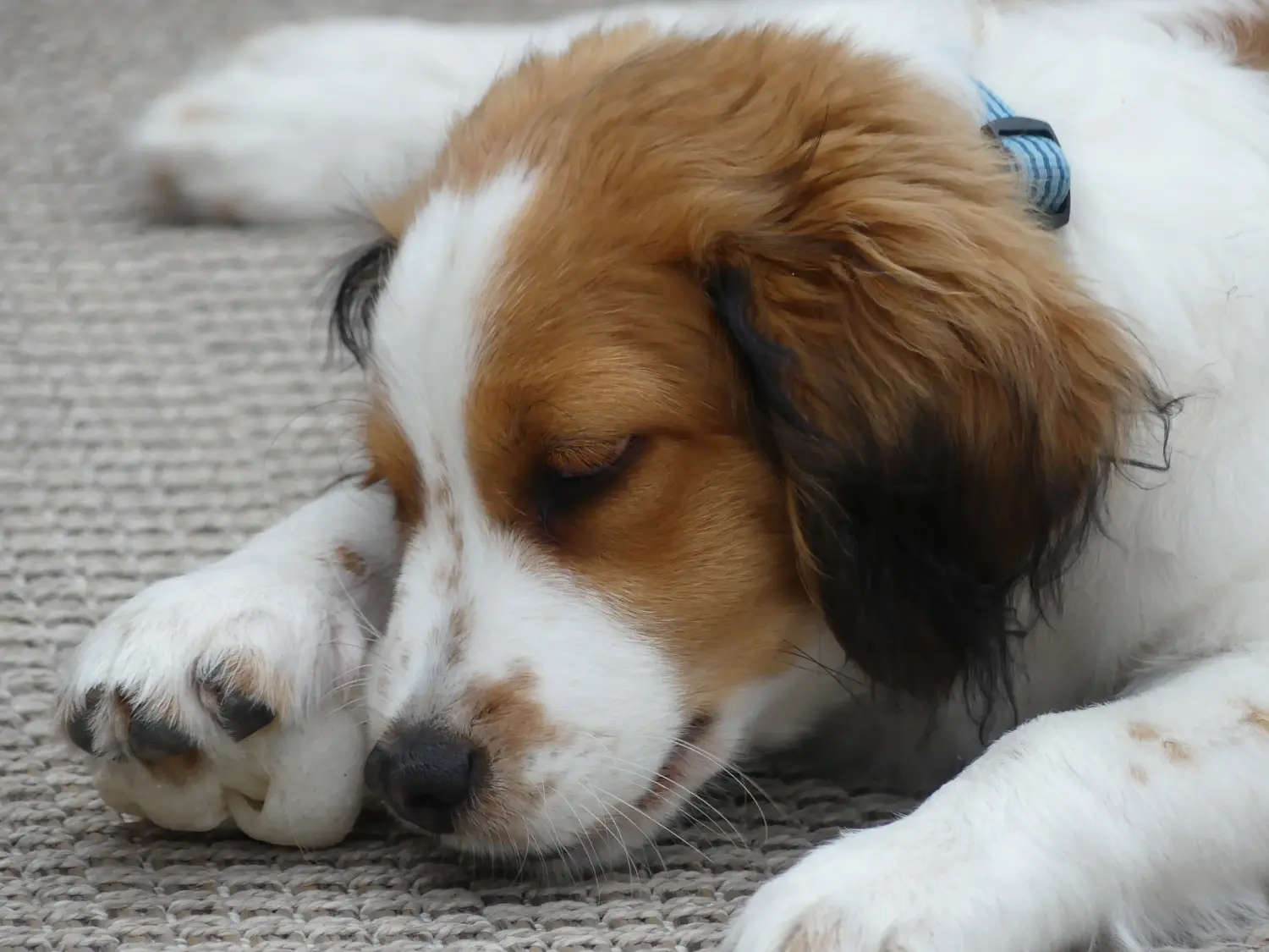 Cumpărarea unui cățel Kooikerhondje olandez înseamnă asumarea responsabilității! Cumpărați cățeluși olandezi Kooikerhondje.