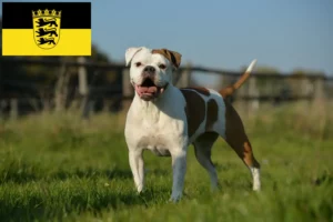 Read more about the article Olde English Bulldog crescători și căței în Baden-Württemberg