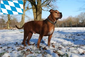 Read more about the article Olde English Bulldog crescători și căței în Bavaria