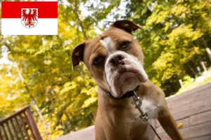 Read more about the article Olde English Bulldog crescători și căței în Brandenburg