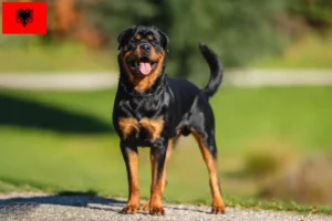 Read more about the article Rottweiler crescători și căței în Albania