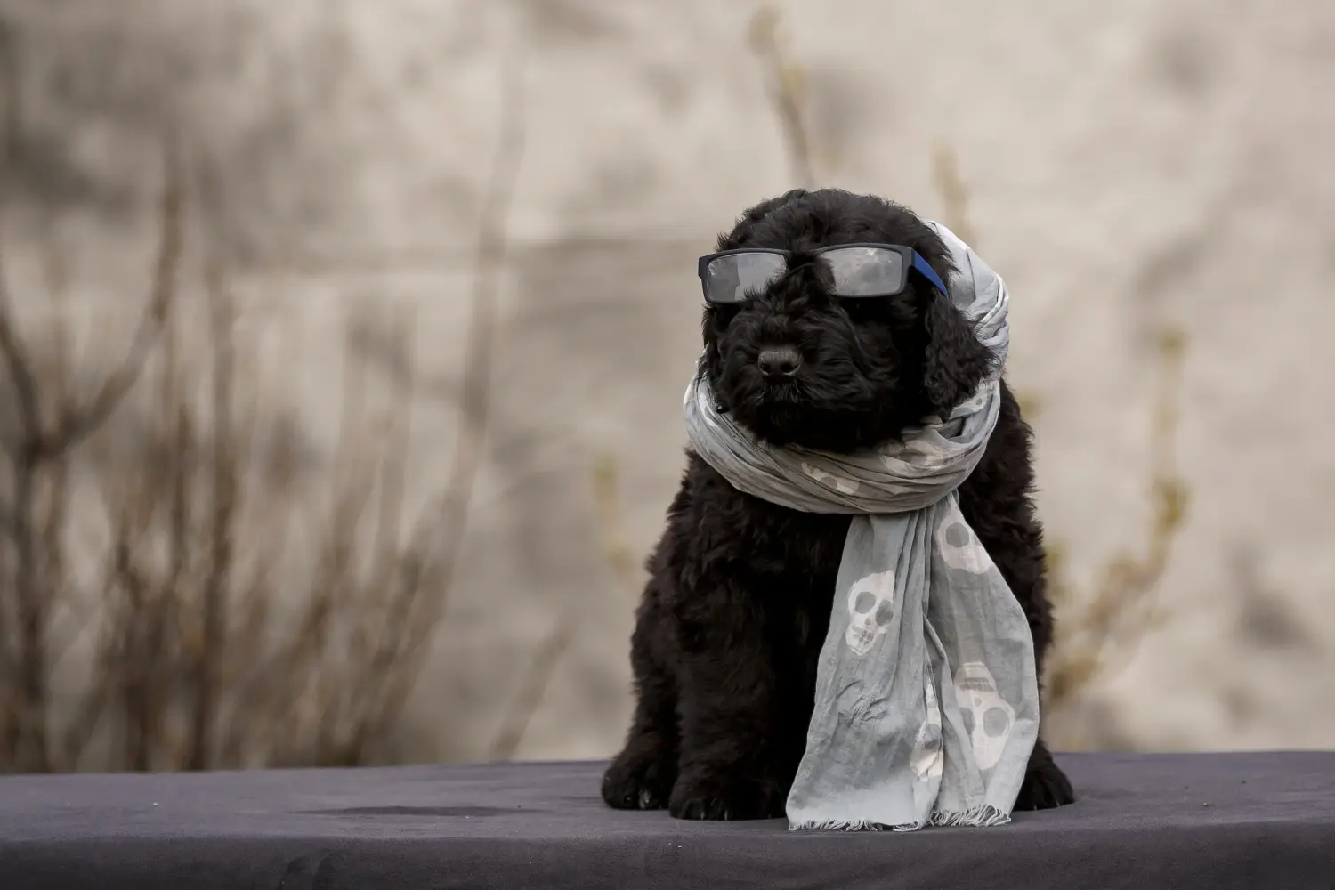 Cumpărarea unui cățeluș Terrier Negru Rus înseamnă asumarea responsabilității! Cumpărați cățeluși Terrier negru rusesc.