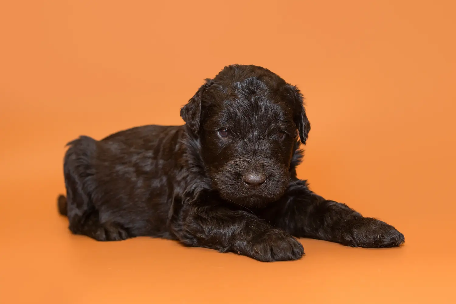 Cumpărarea unui cățeluș Terrier Negru Rus înseamnă asumarea responsabilității! Cumpărați cățeluși Terrier negru rusesc.