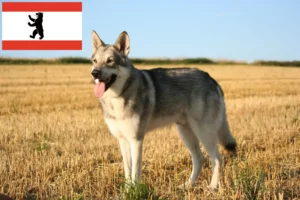 Read more about the article Saarloos crescători de câini lupi și căței în Berlin