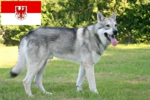 Read more about the article Saarloos crescători de câini lupi și căței în Brandenburg