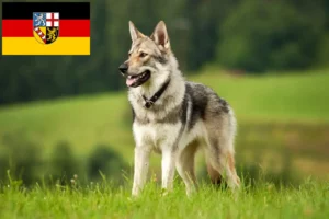 Read more about the article Saarloos Wolfhound crescători și căței în Saarland