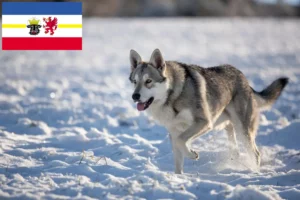 Read more about the article Saarloos crescători de câini lupi și căței în Mecklenburg-Vorpommern