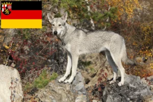 Read more about the article Saarloos Wolfhound crescători și căței în Renania-Palatinat