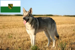 Read more about the article Saarloos Wolfdog crescători și căței în Saxonia