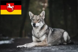 Read more about the article Saarloos crescători de câini lupi și căței în Saxonia Inferioară