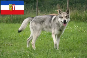 Read more about the article Saarloos Wolfhound crescători și căței în Schleswig-Holstein