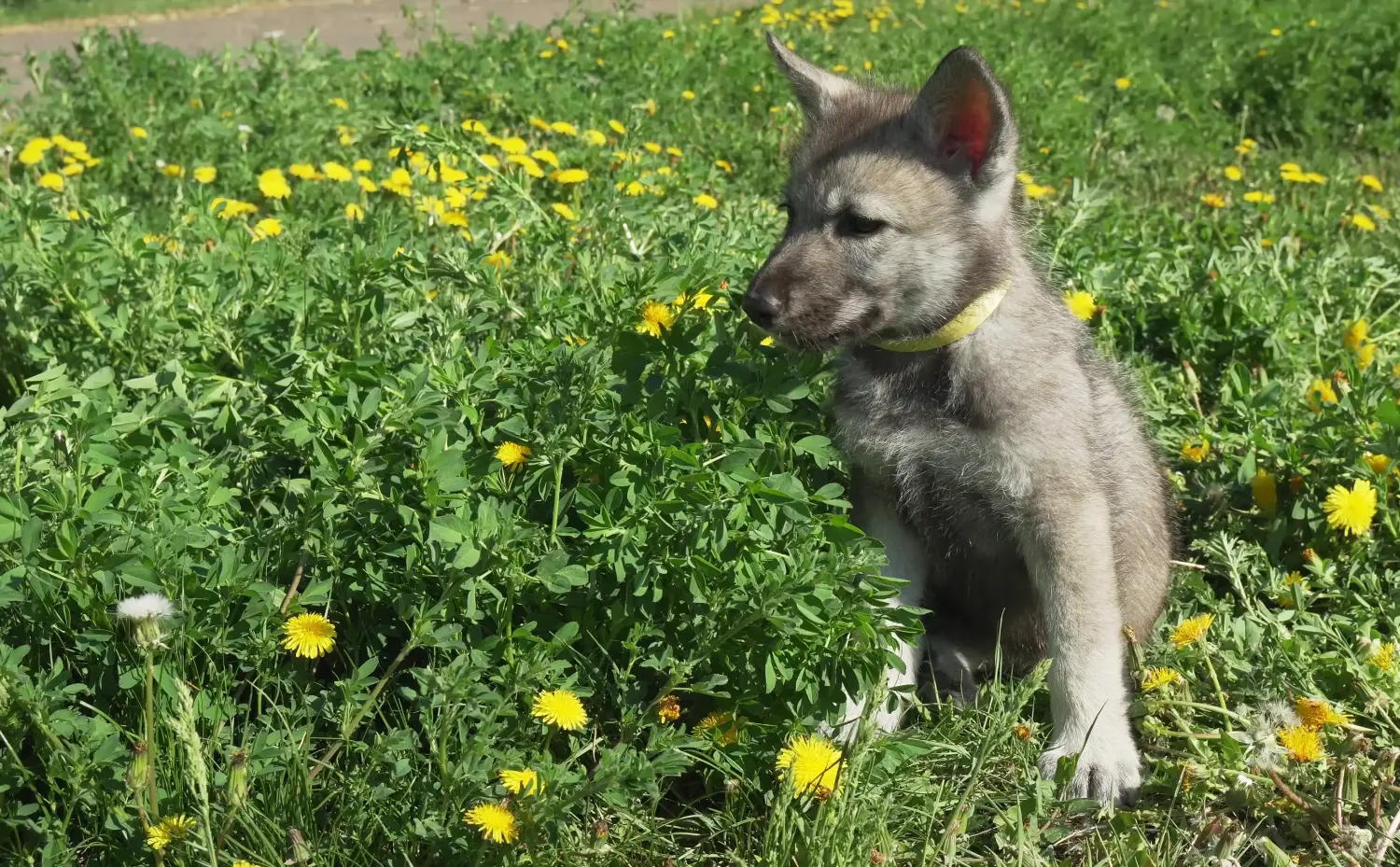 Cumpărarea unui cățel de lup Saarloos înseamnă asumarea responsabilității! Cumpara Saarloos căței Wolfhound.