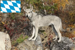 Read more about the article Saarloos Wolfhound crescători și căței în Bavaria