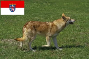 Read more about the article Saarloos Wolfhound crescători și căței în Hesse