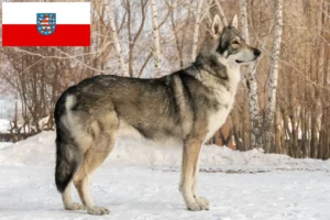 Read more about the article Saarloos crescători de câini lupi și căței în Thuringia