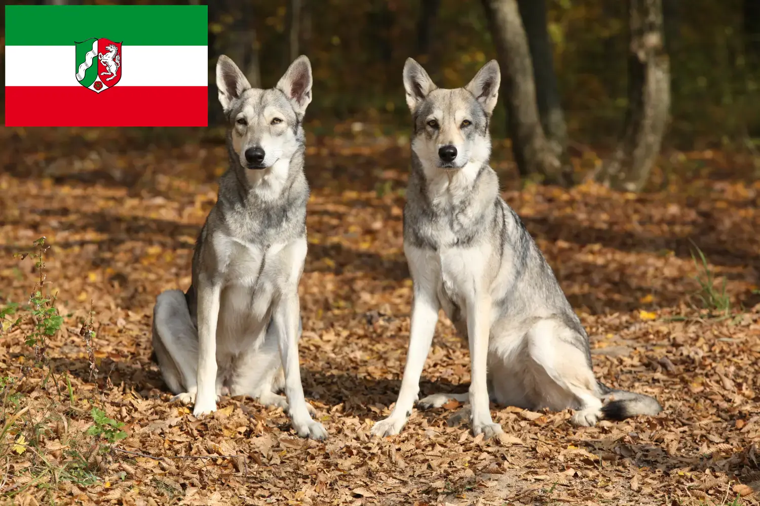 Read more about the article Saarloos Wolfhound crescători și căței în Renania de Nord-Westfalia