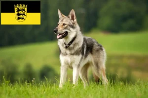 Read more about the article Saarloos Wolfhound crescători și căței în Baden-Württemberg