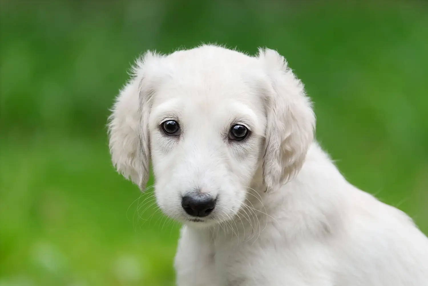 Cumpărarea unui cățel Saluki înseamnă asumarea responsabilității! Cumpărați cățeluși Saluki.